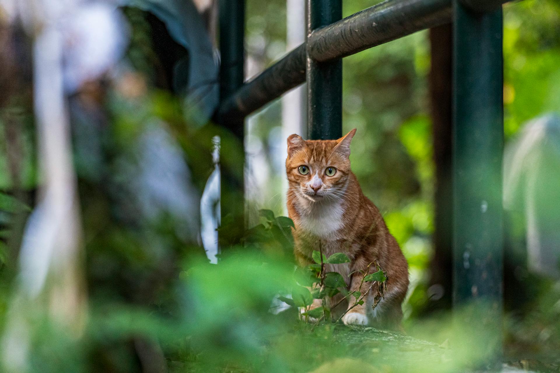 Community Cat Program – Calloway County, Kentucky